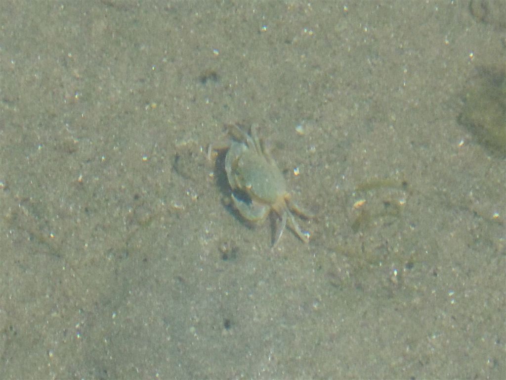 Liocarcinus sp.